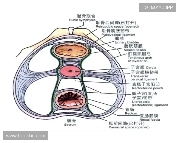 医生解析耻骨炎对亚马尔的影响及其过度使用损伤的成因与后果